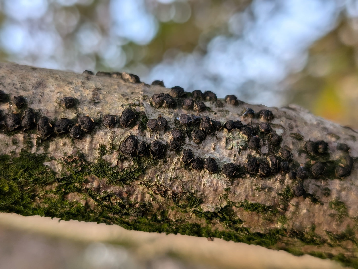 Black fungus - flytande mycel