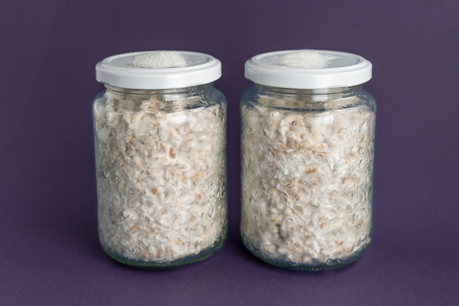 Mycel (grain spawn)
