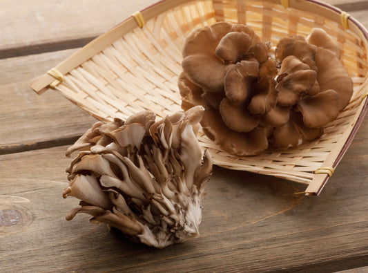 Maitake - flytande mycel