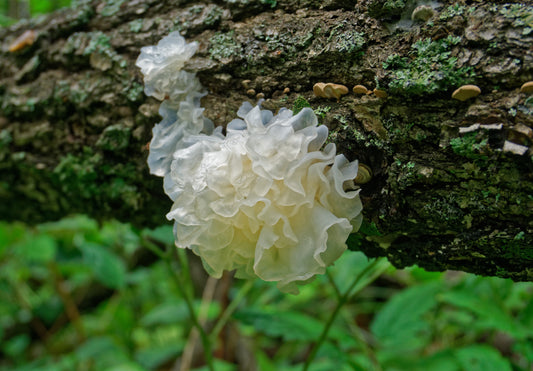 Snow fungus - flytande mycel