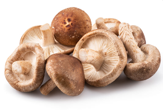 Shiitake - flytande mycel