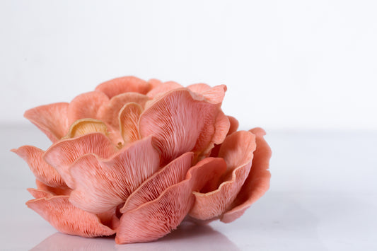 Rosa ostronskivling - flytande mycel